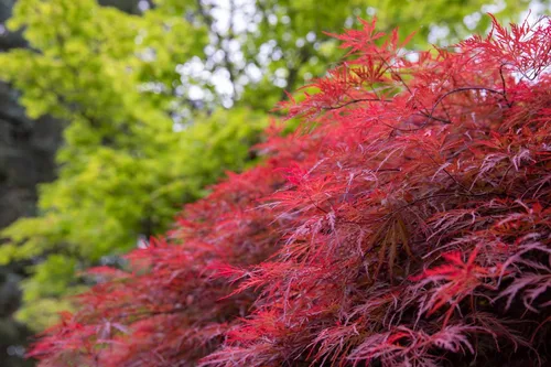 Miniatura 9 de 10 INABA SHIDARE Maple Weeping Red Laceleaf Japanese Acer Palmatum Dissectum Tree Seeds