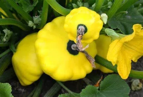 Miniatura 2 de 25 semillas de calabaza de verano de vieira amarilla para plantar. Sin OMG y reliquia. 0.09 oz de semillas. Supervivencia de vegetales de jardín
