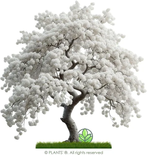 Miniatura 3 de Cerezo Blanco Japonés Semillas Premium Prunus serrulata 'Spontanea' Primavera Plants'® (Premium Seeds, 5)