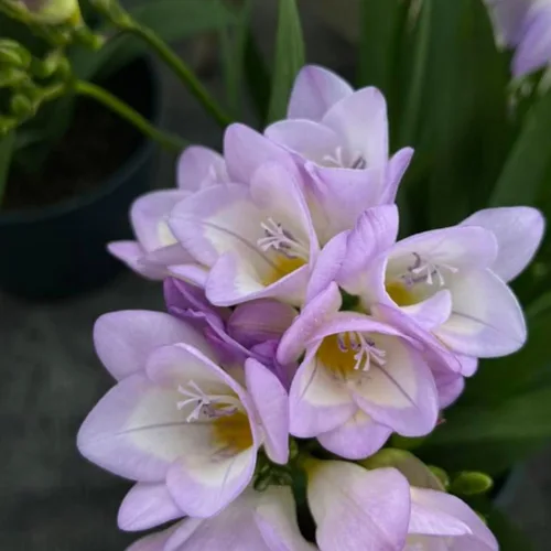 Miniatura 5 de Fresia - Bulbos de flores "Delta River" – Flores moradas fragantes, ideales para flores cortadas y ramos, plantas perennes fáciles de cultivar