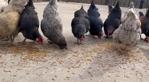 Miniatura 3 de kimoe Gusanos de la Harina Secos a Granel Sin OGM Bolsa de 5 libras para Pollos, Patos y Aves Silvestres — Alimento 100% Natural Alto en Proteínas