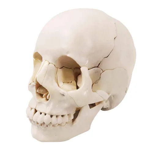 Miniatura 2 de Cráneo humano desarticulado, modelo de cráneo de 22 piezas, modelo de cráneo humano despiezado color de hueso adulto, modelo de cráneo anatómico