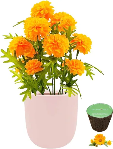 Miniatura 2 de Kit de cultivo hidropónico, kit de inicio de jardín con riego automático con maceta de cerámica rosa y semillas (manzanilla)