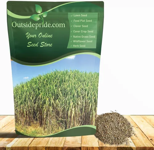 Miniatura 8 de Outsidepride Semilla de Switchgrass - 1 lb. Hierba nativa perenne, resistente a la sequía y las inundaciones, semilla de césped ideal para céspedes