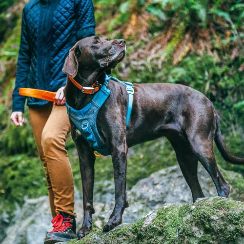 Miniatura 4 de Arnés para perro Kurgo Journey Air - Ajuste seguro para perros activos - Pecho acolchado - Tela Ripstop ligera - Malla transpirable - Borde Rojo