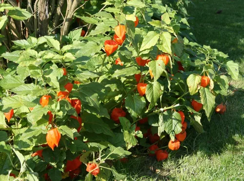 Miniatura 6 de Más de 200 Semillas Fresa Cereza Molida - Physalis - Naranja Vegetal