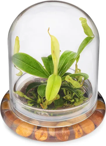 Miniatura 6 de Terrario de planta viva Nepenthes tobaica sin mantenimiento (con musgo Sundew) en frasco de vidrio autosostenible, sin mantenimiento, gran regalo