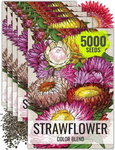 Miniatura 9 de Seed Needs Semillas de fresa para plantar, semillas anuales de flores tradicionales y polinizadas abiertas. Cultiva una colorida mezcla de flores