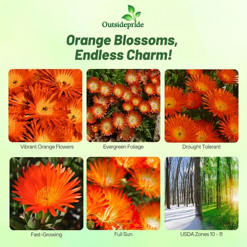 Miniatura 2 de Outsidepride Gelato - Semillas de plantas de hielo naranja – 5000 piezas de semillas perennes, tolerantes a la sequía, para plantar flores vibrantes