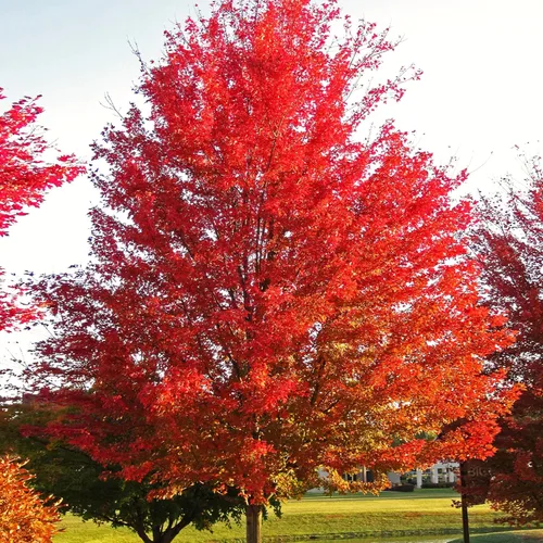 TomorrowSeeds - Semillas de árbol de arce rojo - Más de 50 unidades - para plantar 2026 Acer Rubrum Illinois Roble Escarlata Azúcar canadiense