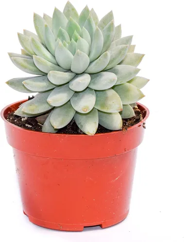 Miniatura 15 de Planta suculenta Echeveria viva – Suculenta Echeveria de 4 pulgadas totalmente arraigada (– Echeveria Borgoña Pearl)