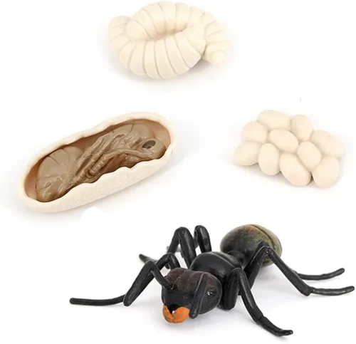 Miniatura 3 de Ciclo de Crecimiento de Hormigas, Juguete de Modelo Biológico del Ciclo de Crecimiento Animal, Etapa de Crecimiento, Conjunto de Juguete