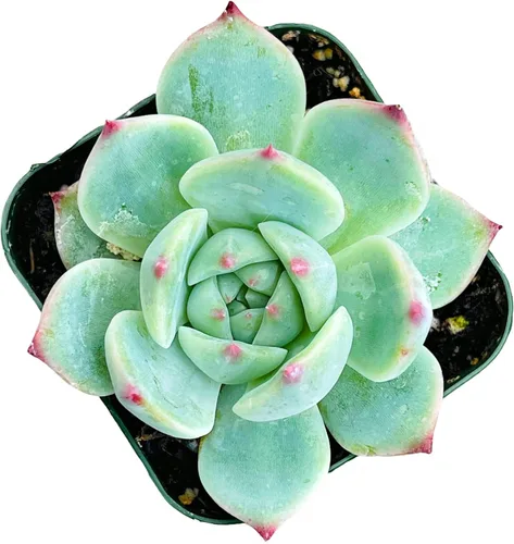 Miniatura 19 de Plantas suculentas de cactus vivos de USKC (maceta de 2 pulgadas Echeveria Blue Bird)