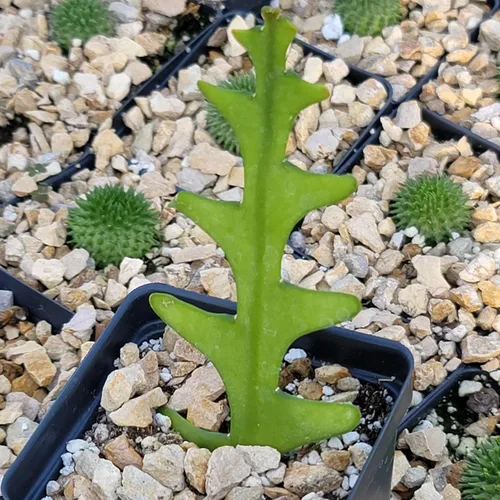Miniatura 5 de Planet Desert Epiphyllum anguliger Fishbone Cactus