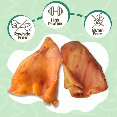 Miniatura 2 de Nature Gnaws Orejas de cerdo para perros (8 unidades) – Gruesas de larga duración para masticadores agresivos y perros grandes – Huesos naturales