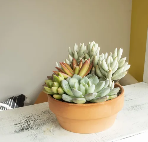 Miniatura 10 de Plants for Pets - Surtido de suculentas vivas en maceta de arcilla, jardinera para suculentas de jardín, regalos únicos de jardinería para amantes