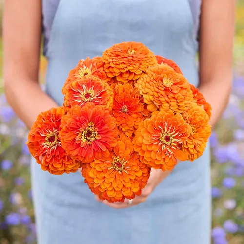 Miniatura 66 de Eden Brothers - Semillas de zinnia, cactus con flores, sin OMG, plantar en primavera, paquete, flores de bajo mantenimiento, zonas 3, 4, 5, 6, 7, 8