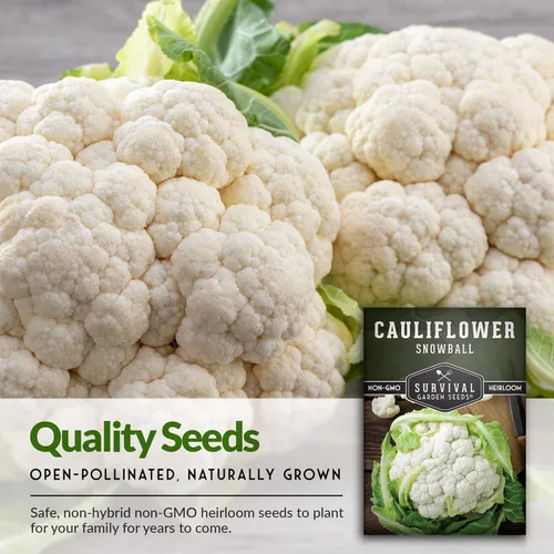 Miniatura 3 de Semillas de coliflor para plantar, variedad blanca reliquia de bola de nieve, cultivo de temporada corta resistente al frío para jardines