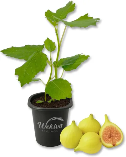 Miniatura 7 de Beer's Black Fig Tree - 1 planta de inicio vivo - Ficus Carica - Árbol frutal comestible para el patio y el jardín