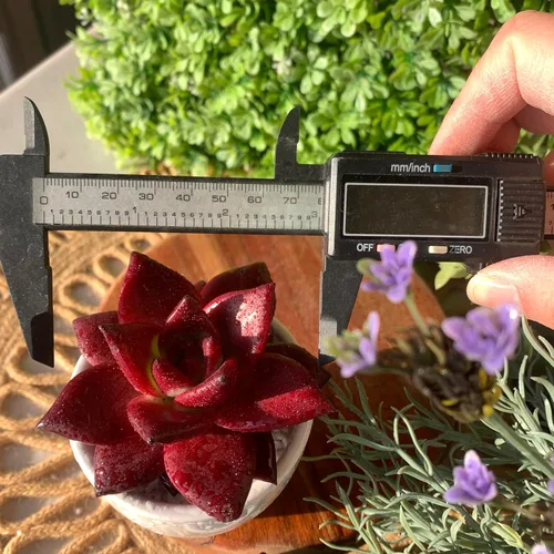 Miniatura 6 de Plantas suculentas vivas Echeveria Agavoides v Romeo Rubin de 3 pulgadas, suculentas rojas raras raíz desnuda sin tierra de maceta, plantas vivas