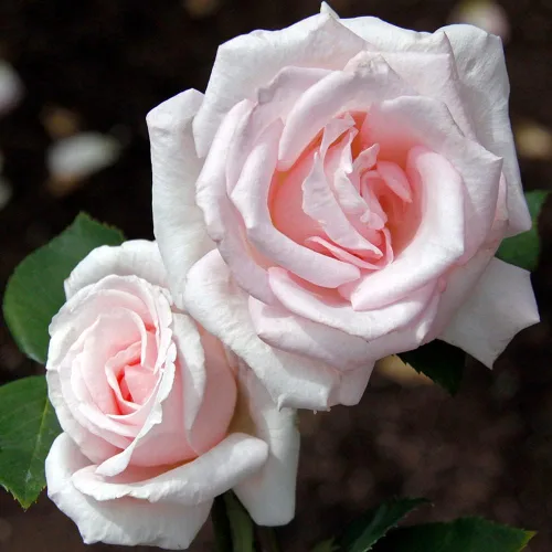 Miniatura 3 de Heirloom Roses Planta de rosas - Acapella® Rosa Rosa Bush, Té híbrido Planta viva para plantar al aire libre
