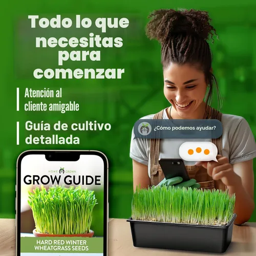 Miniatura 8 de HOME GROWN Semillas de pasto de trigo rojo duro de invierno, más de 12,000 a granel, 1.5 libras, reliquia sin OMG, brotando para jugos, batidos