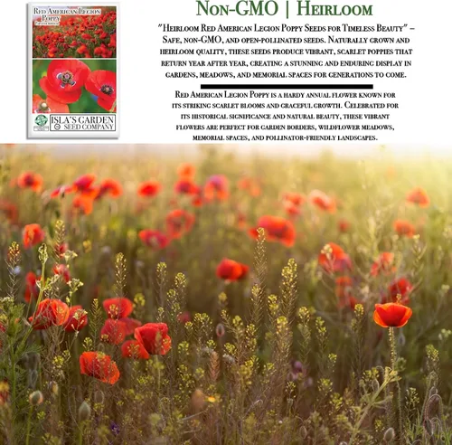 Miniatura 2 de Red American Legion - Semillas de amapola (Papaver rhoeas) – 3000 semillas tradicionales sin OMG de Isla's Garden Seeds, flores escarlata icónicas