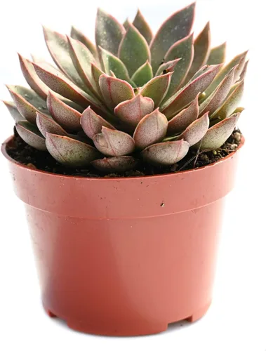 Miniatura 10 de Planta suculenta Echeveria viva - Suculenta Echeveria de 4 pulgadas con raíces completas (Echeveria Marron)