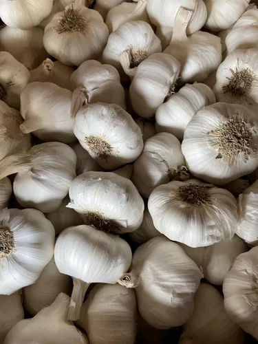 Miniatura 2 de Bulbos de semillas de ajo, dientes grandes, resistentes al frío, sabor audaz (5)