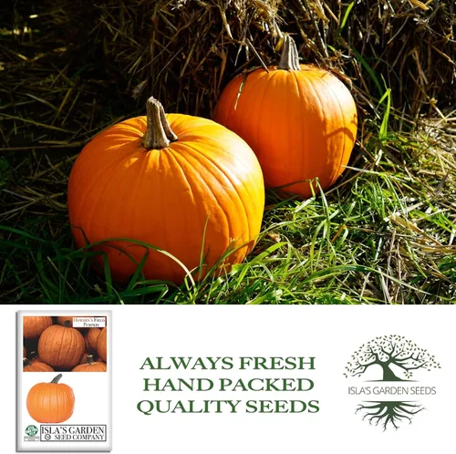 Miniatura 4 de Howden - Semillas de calabaza de campo para plantar, más de 20 semillas tradicionales por paquete, semillas de jardín de Isla