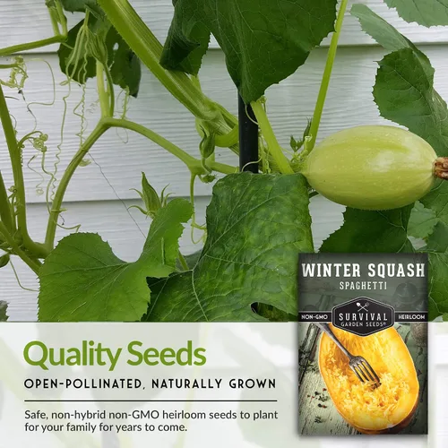 Miniatura 7 de Survival Garden Seeds - Semillas de calabaza espagueti para plantar - 5 paquetes con instrucciones para plantar y cultivar calabazas de invierno
