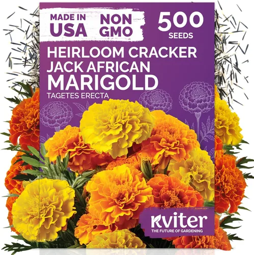 KVITER 500 semillas de caléndula Cracker Jack (Tagetes Erecta) – Caléndula africana, flor gigante, semillas de reliquia sin OMG – Semillas de flores