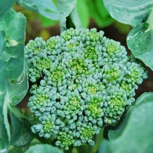 Brócoli, Waltham 29, Heirloom, 50 semillas, delicioso y saludable