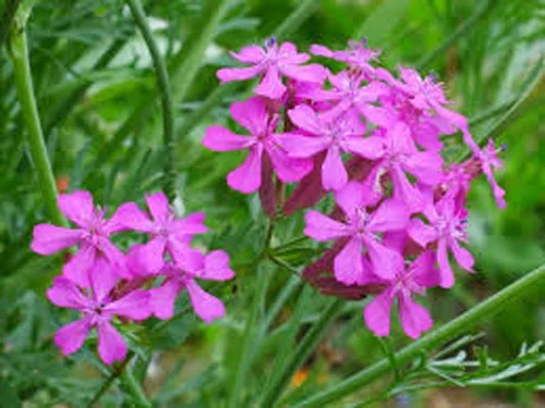 Miniatura 3 de Semillas de flores de catchfly, 100 semillas, hermosas flores de rosa carmesí