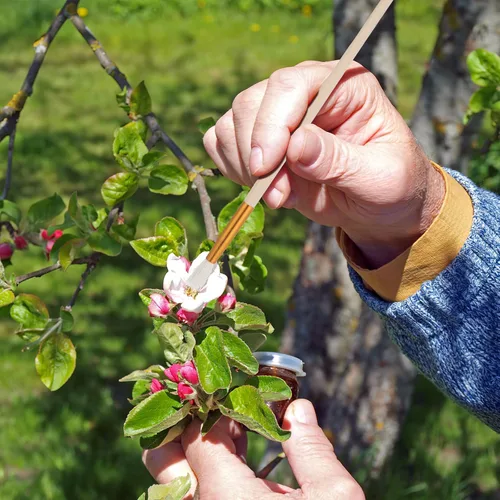 Miniatura 5 de Angoily Herramienta polinizadora, cepillo de polinización manual para árboles frutales, suculentas y plantas vegetales, bolígrafo de polinización
