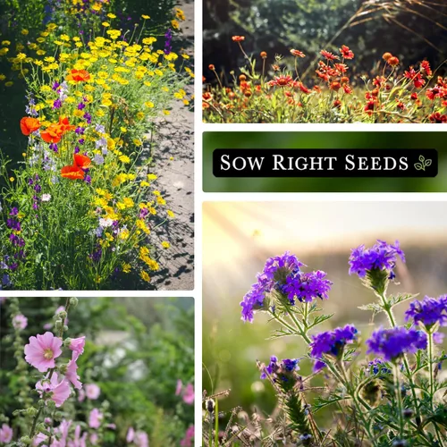 Miniatura 4 de Sow Right Seeds - Mezcla de semillas de flores silvestres para plantar en el sureste - Variedades tradicionales sin OMG para cultivar un jardín