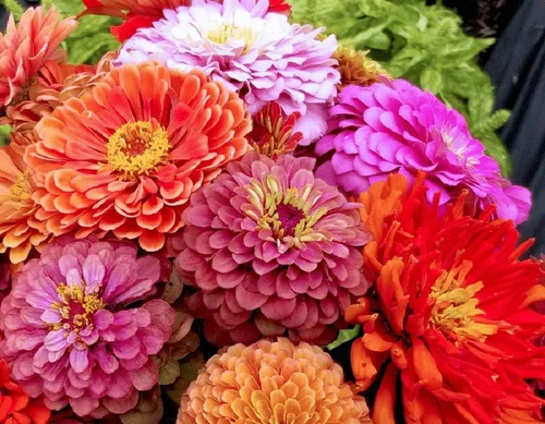 Miniatura 2 de Exquisitas semillas de flores de zinnia, 25 unidades de la marca COOL BEANS N SPROUTS sin OMG. Jardinería en casa.