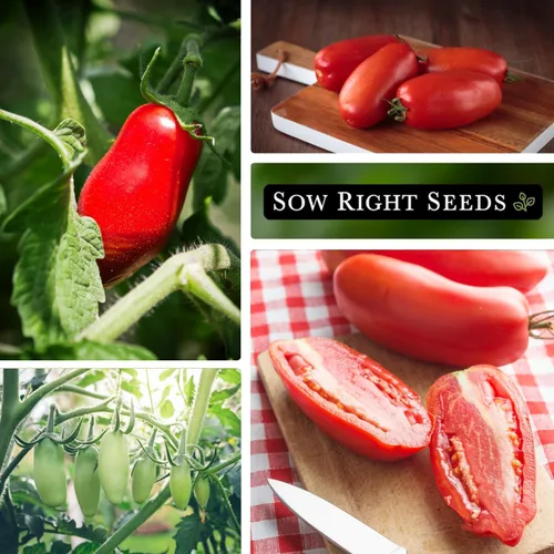 Miniatura 4 de Sow Right Seeds - Semillas de tomate San Marzano para plantar - Paquete de reliquia sin OMG con instrucciones para plantar un jardín de verduras