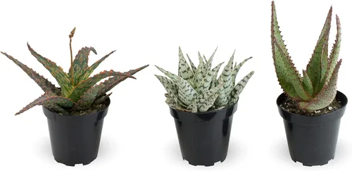 Miniatura 15 de Plantas suculentas de aloe vivo (paquete de 3), plantas suculentas viven en tierra para macetas, plantas suculentas en maceta, plantas vivas de Negro