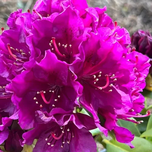 Miniatura 18 de Grandes plantas de rododendro blanco brillante de 1 galón vivas, plantas de azalea de 1 a 3 años de edad, arbustos vivos para plantar, muy bien