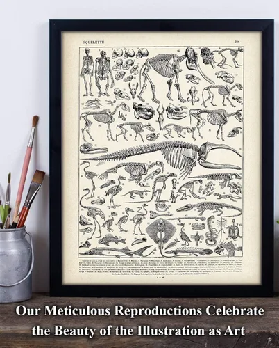 Miniatura 7 de Ilustración de esqueletos de animales de 11 x 14 pulgadas, impresión artística sin marco, arte de pared de biología vintage, póster educativo