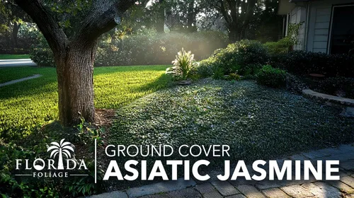 Miniatura 3 de Jazmín asiático 3 pipas vivas de raíz desnuda Trachelospermum Asiaticum Plantas de cobertura del suelo de bajo mantenimiento Árbol de hoja