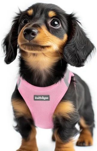 Miniatura 47 de rabbitgoo Arnés para perro pequeño, chaleco de malla suave para cachorros con hebilla de seguridad, arnés reflectante transpirable para mascotas
