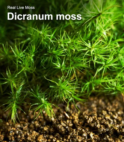 Miniatura 9 de Live Moss - Paquete de 4 (cada uno de 3.5 x 7 pulgadas), musgo mezclado real para terrarios, hábitats de reptiles, jardines de hadas y plantas