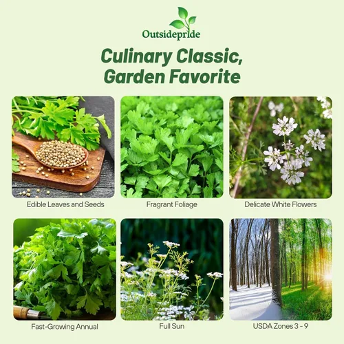 Miniatura 2 de Outsidepride Semillas anuales de jardín de hierbas de cilantro cilantro para microverdes, brotes y cocina de 1 oz