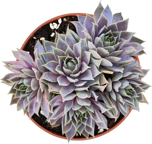 Miniatura 16 de 4" Plantas suculentas vivas Tradescantia Nanouk, suculentas en maceta de fácil cuidado, planta de interior, regalos únicos, decoración para el hogar