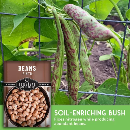 Miniatura 4 de Semillas de frijol Pinto para plantar, frijoles secos de reliquia, variedad de arbustos de alto rendimiento, cultivo alimenticio rico en proteínas