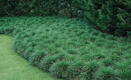 Mondo Grass Ophiopogon Japonicus | 3 plantas de tamaño grande | Plantas de cobertura vegetal de hoja perenne amantes de la sombra viva