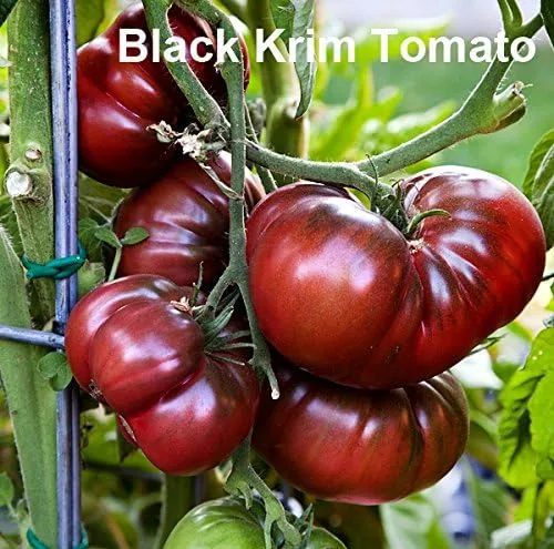 Miniatura 3 de Mixed Seeds - 30 semillas de tomate negro, mezcla de 9 variedades, reliquia sin OMG, Black Prince, Cherokee Purple, Black Cherry de EE. UU. Solanum