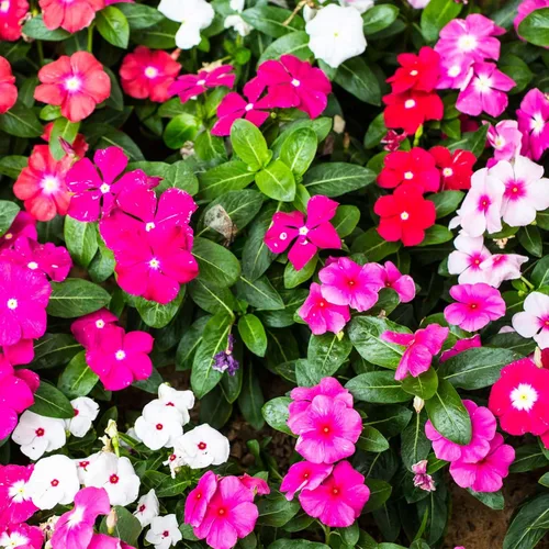 Miniatura 4 de Semillas Cape Madagascar Mezcla de bígaro Vinca Rosea Flores perennes para plantar